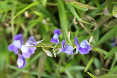 Utricularia reticulata